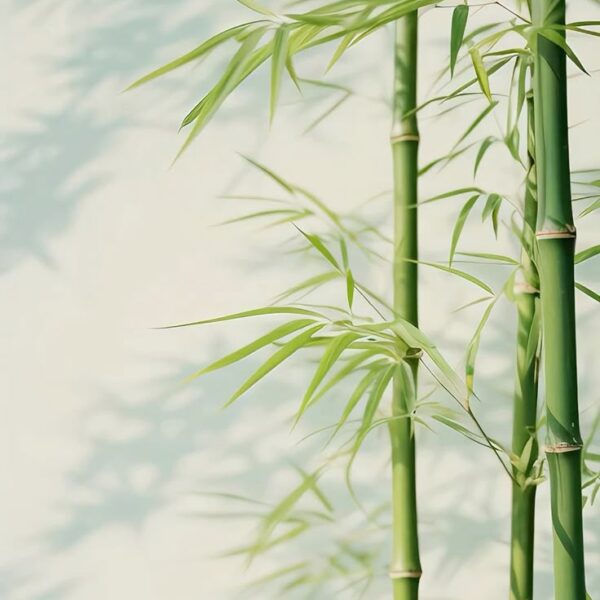 SPRING BAMBOO ESSENCE